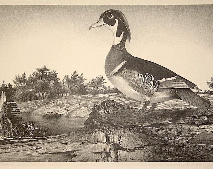Featured listing image: Stow Wengenroth Original Pencil Signed Lithograph Wood Duck 1958