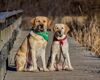 Yellow Labrador Retriever, Dog Art, Dog Photography, Canine Art, Wall Art, Man Cave, Hunting, Duck, Fine Art Photography, Water Dogs