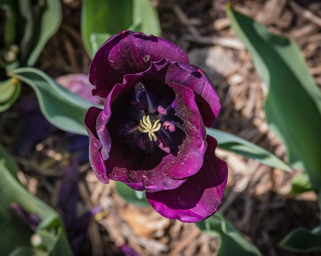 Purple Tulip. Wall Art for Home Decor Etsy
