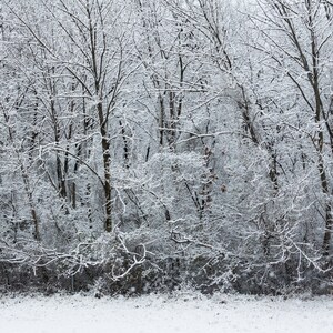 Winter Photograph, Snow scene, Wall Art, Home Decor, Fine Art Photography, Forrest Photo, Snow Covered Trees, Winter Landscape