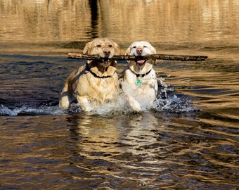 Yellow Labrador Retriever, Dog Art, Dog Photo, Canine Photo, Wall Art, Hunting, Duck, Man Cave, Fine Art Photography, Water Dogs, Teamwork