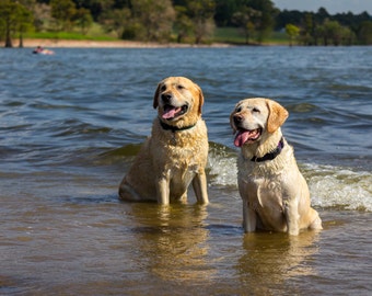 Yellow Labrador Retriever | Dog Photography, Home Decor | Wall Art | Canine Photography | Hunting Dogs in Water