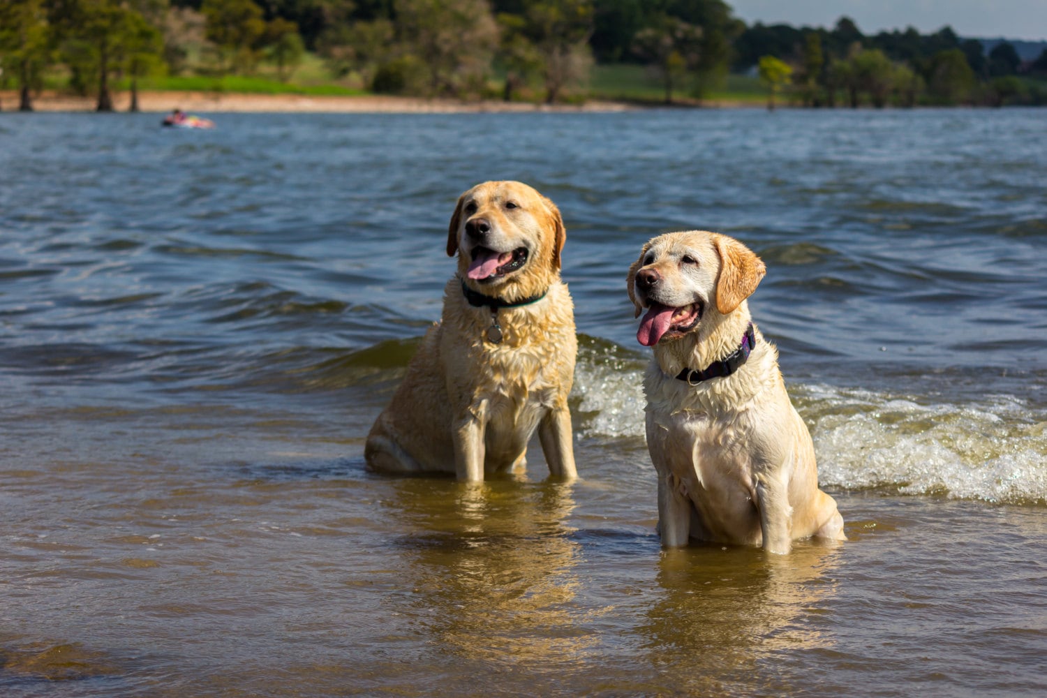 Yellow Labrador Retriever | Dog Photography, Home Decor | Wall Art | Canine Photography | Hunting Dogs in Water