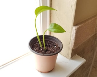 Ivy Pothos Plant Etsy - ivy plant live ivy plant potted pothos ivy easy houseplant low light plant devil s ivy plant for office devil ivy potho rooted plant