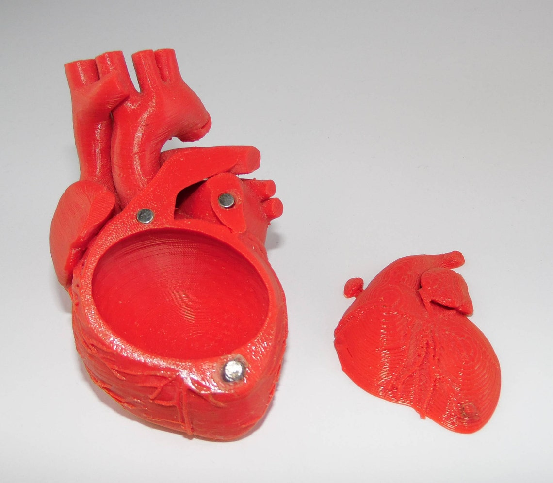 Anatomical Heart Storage Container With Removable Lid Etsy