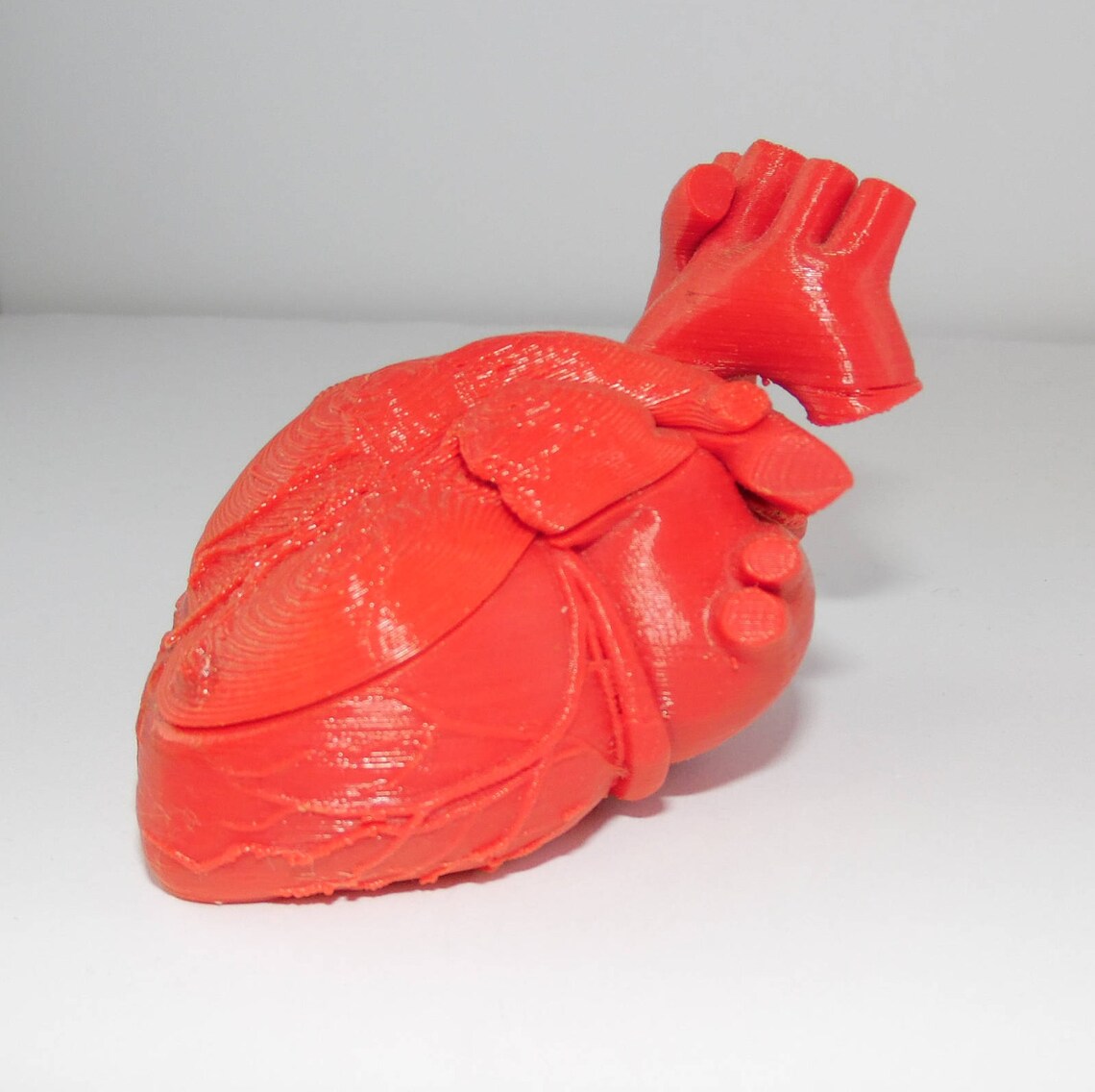 Anatomical Heart Storage Container With Removable Lid Etsy