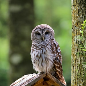 Barned Owl in Pawleys Island, South Carolina. 9.17 MB
