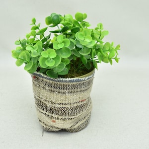 May include: A small potted plant with green leaves in a brown and white striped fabric pot.
