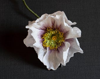 Krepppapier Mohnblüte: Creme mit lila Islandmohn
