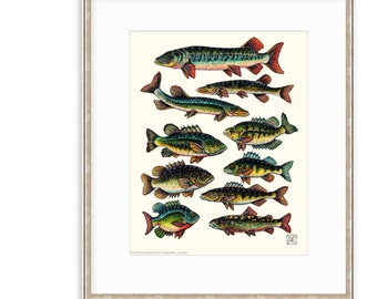 Freshwater School Of Fish 11"x14" Giclee Print Of A Watercolor Painting. Includes Pike, Pickerel, Perch, Walleye, Trout, Bass, Musky & more!