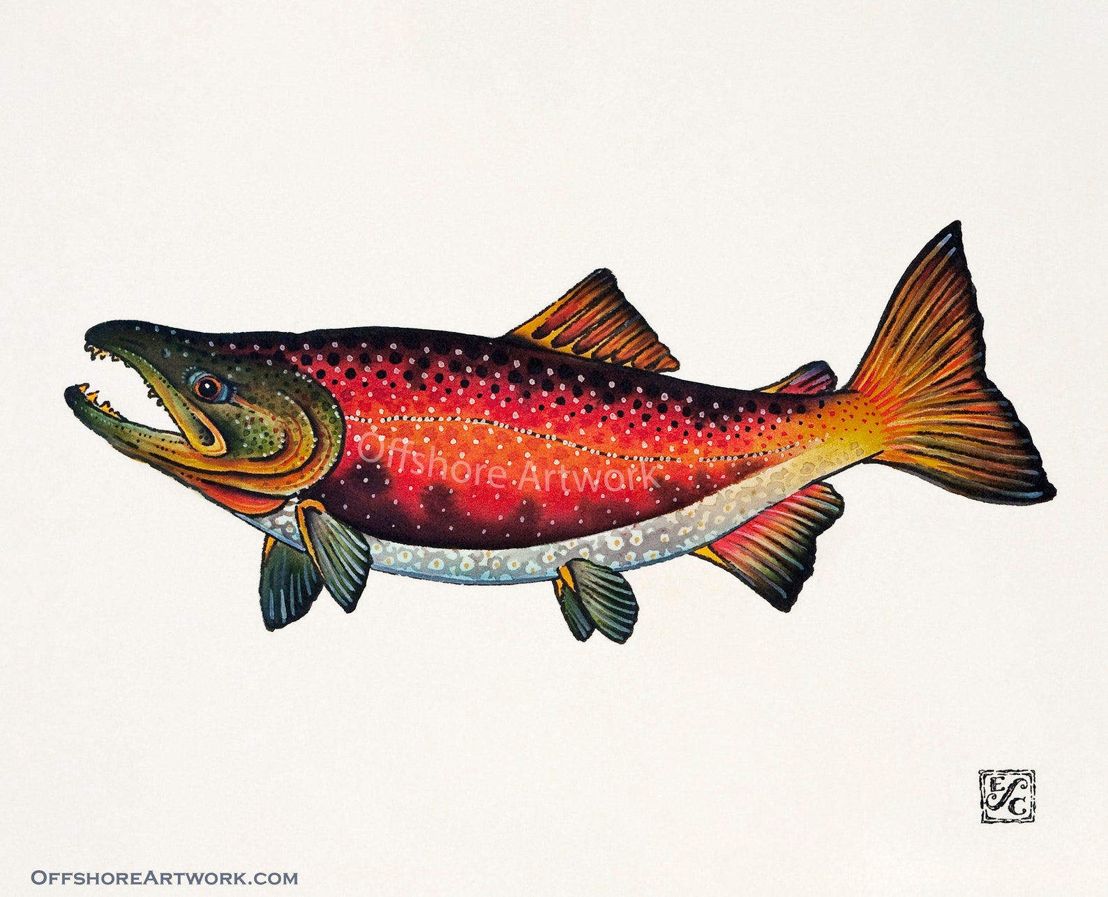 Spawning Sockeye Salmon Giclee Print of a Watercolor Painting 10"x8 ...