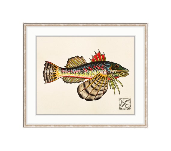 Sea Robin 11x14 Giclee Print Of A Watercolor Etsy