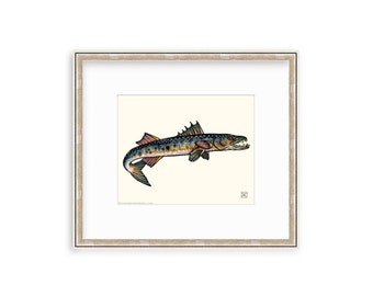 Barracuda 8"x10" Giclee Print Of A Watercolor Painting. Saltwater Angler, Sport Fishing.