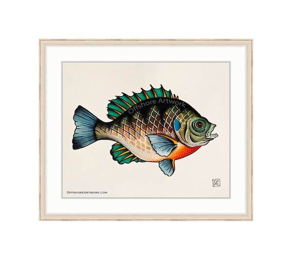 Bluegill Watercolor Painting Art Print 8X10 Best Cottage, 43% OFF