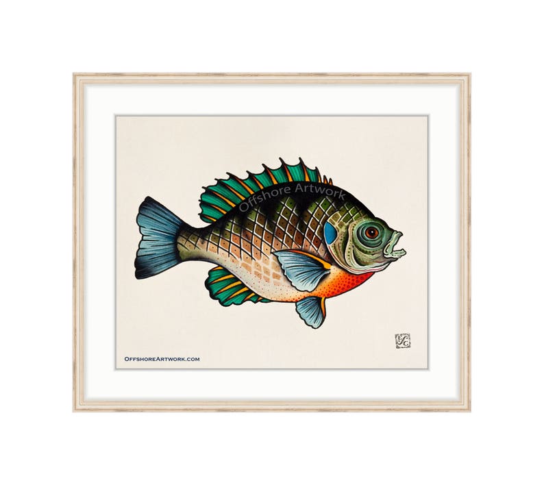 Bluegill Giclee Print of a Watercolor Painting 8x10 for the Freshwater Angler. Sunfish. Bream. Brim Fish. Copper Nose Fish. Lake Fishing.R image 1