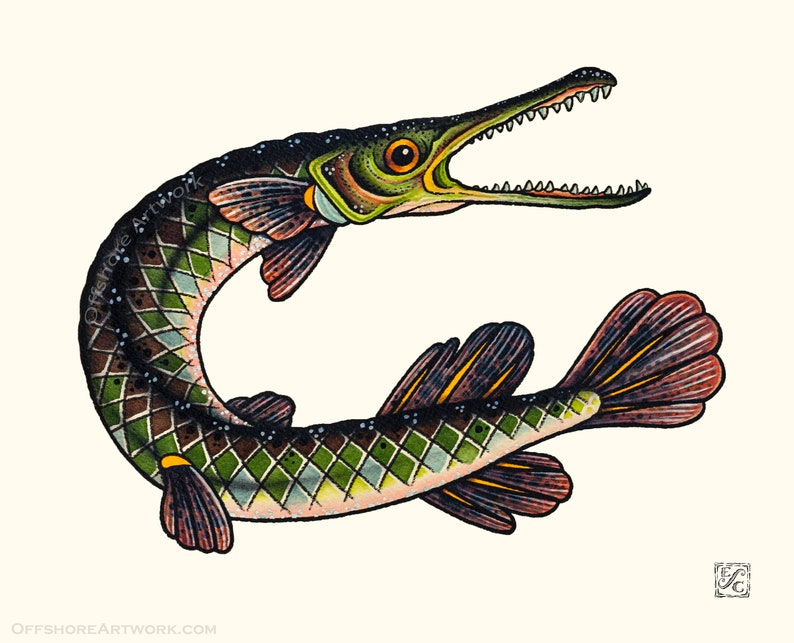 Download Freshwater Art Of An Alligator Garfish Gar Fish 8x10 Giclee Print Of A Watercolor Painting Giclee Art Collectibles Vadel Com