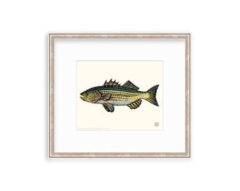 Striped Bass 8"x10" Giclee Print Of A Watercolor Painting. Striper. Saltwater, Freshwater, Sport Fishing. Rockfish.