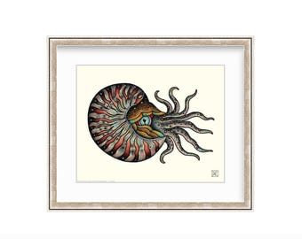 Nautilus 8”x10" Giclee Print Of A Watercolor Painting. Seashell Art.