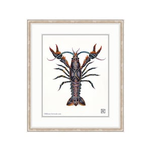 May include: A detailed illustration of a crayfish with a black, blue, and orange shell. The crayfish is depicted in a framed print with a white background.