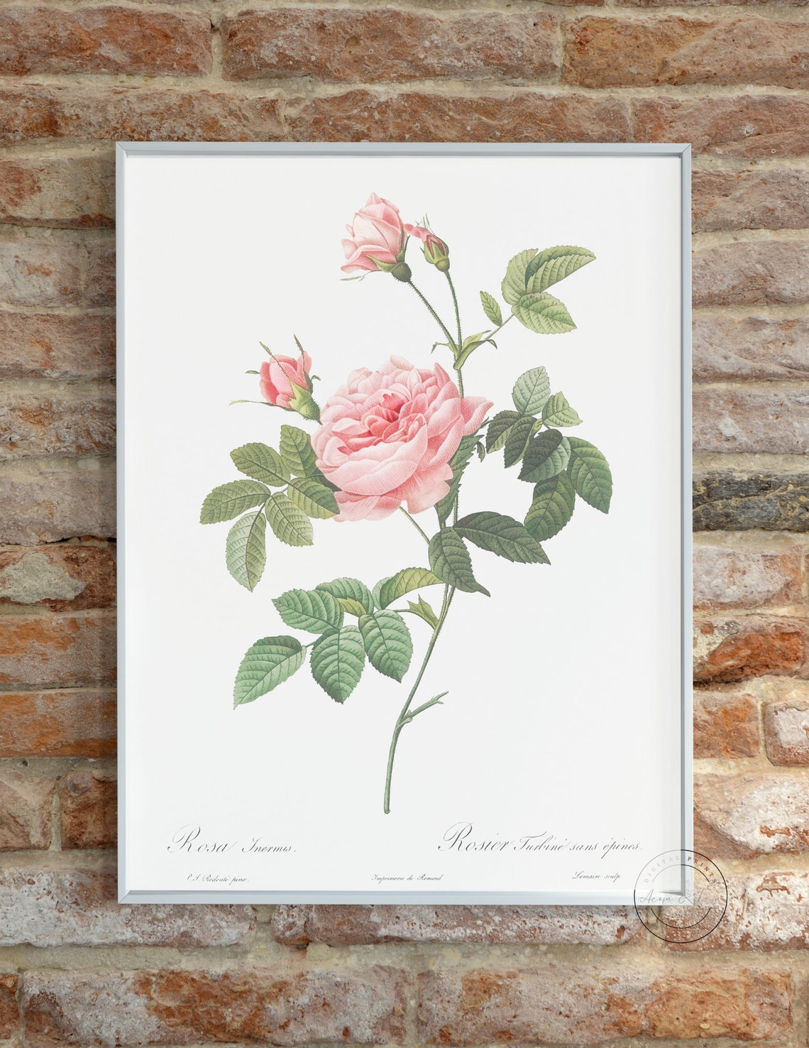 Blush Pink Vintage Rose PRINTABLE Wall Art Digital Print Blush Rose ...