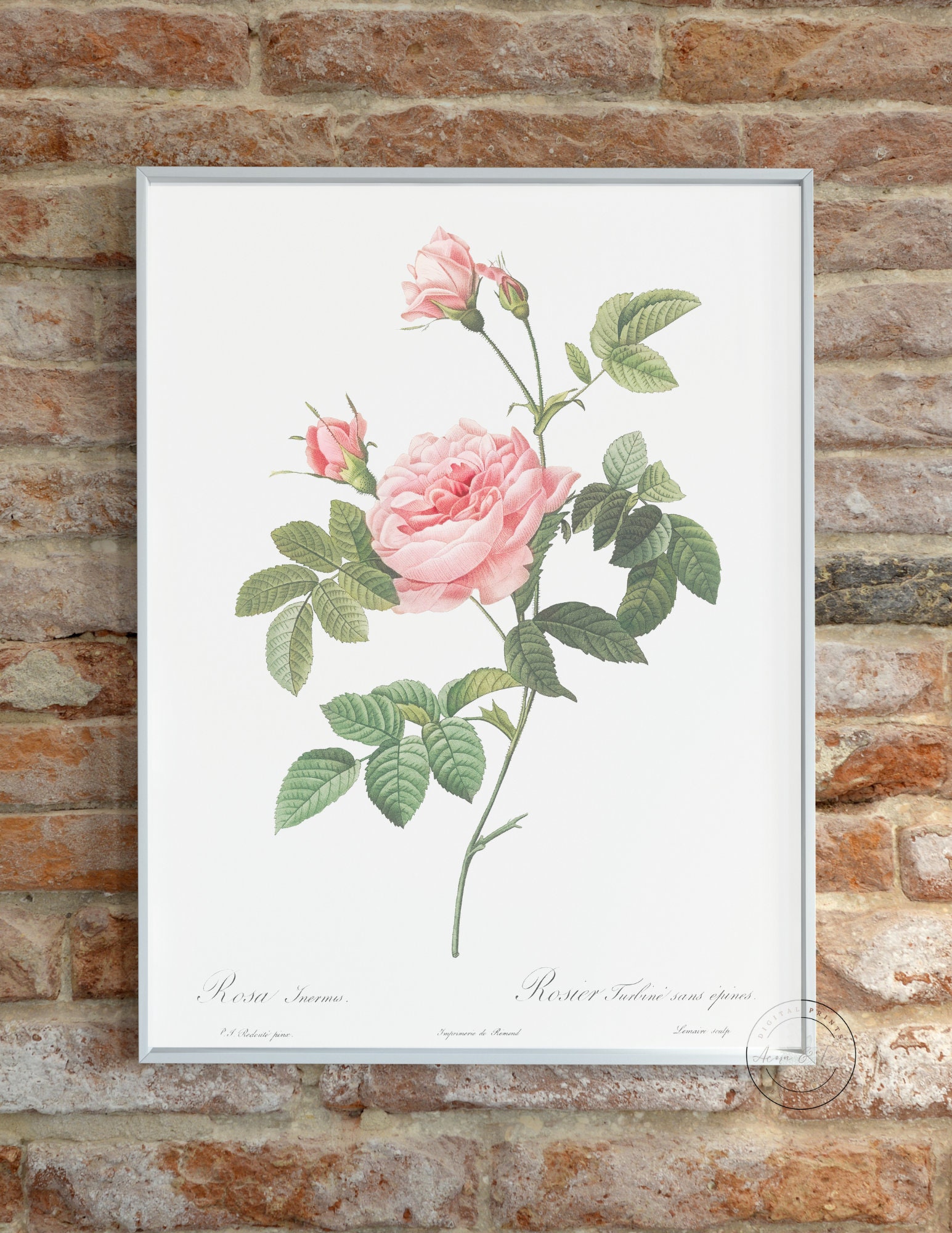 Blush Pink Vintage Rose PRINTABLE Wall Art Digital Print Blush Rose ...