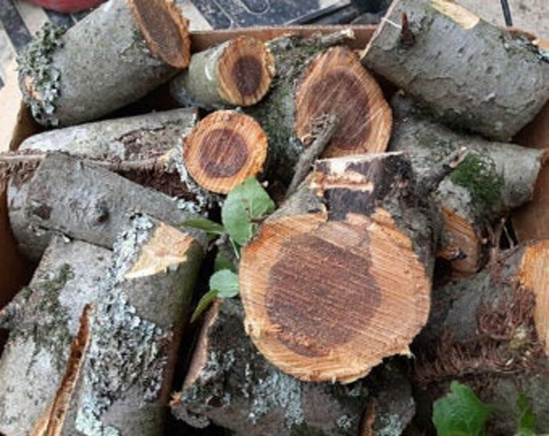 Apple Wood Logs 1415 Smoking Meat Smoker Grilling BBQ Wood Etsy