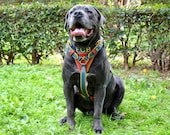 Handmade Leather Dog Harness with Embroidery of your favourite football club - Barca CH100102