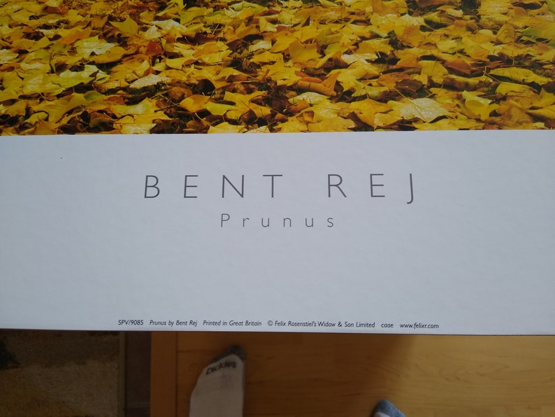 Bent Rej Prunus Autumn Leaves Print 24 x 24 mounted on hard board