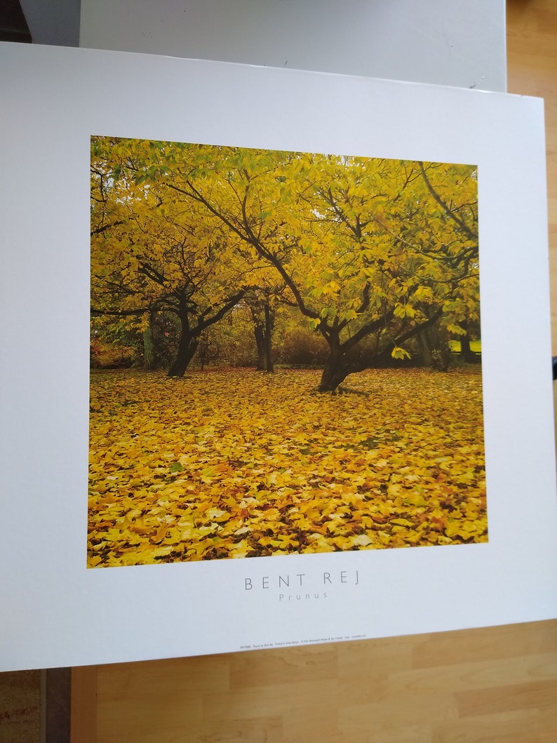 Bent Rej Prunus Autumn Leaves Print 24 x 24 mounted on hard board