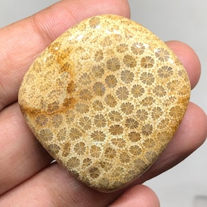 Fossil Coral Cabochon Gemstone 42x40x6mm, 100 Cts