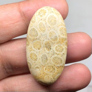 Fossil Coral Cabochon Gemstone 40x21x5mm, 37.90 Cts