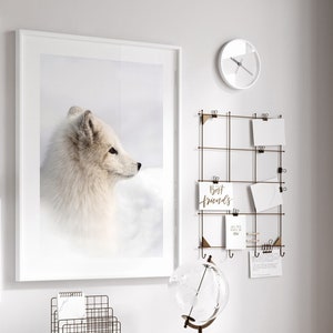 Arctic fox Poster