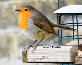 Robin Print, Wildlife Print, Nature Photograph, Color Photograph, Bird, Award Winning, A4 or A3 Size