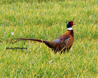 Nature Print, Wildlife Print, Color Photograph, English Pheasant, Game Bird, in A4 or A3 size.