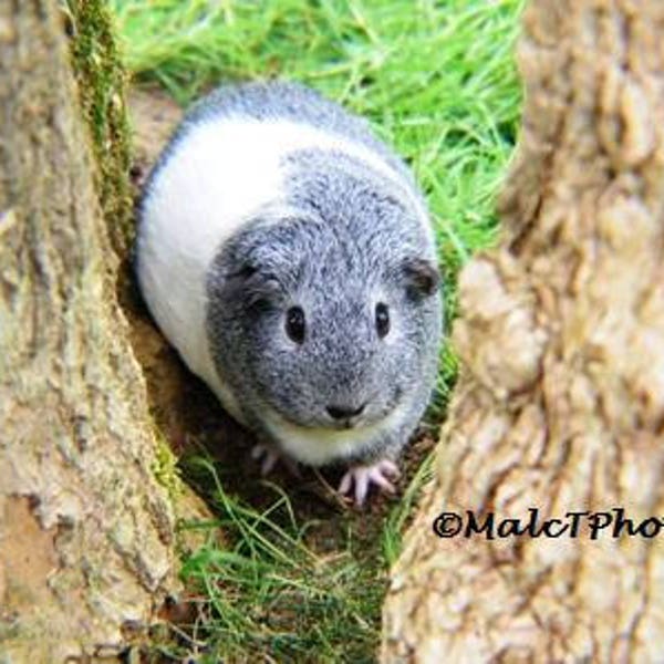 Guinea Pig Print, Wildlife Print, Nature Photograph, Color Photograph, Guinea Pig Photo, Pet Photography, A4 or A3 Size.