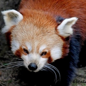 Red Panda Wildlife Photograph: Captive Nature Print (A4 or A3 Size)