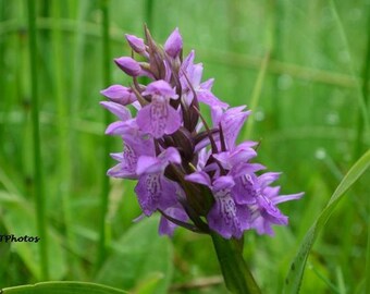 Nature Print, Nature Photograph, Color Photograph, Wild Orchid, Wild Flower, Common-Spotted Orchid, A4 or A3 size.