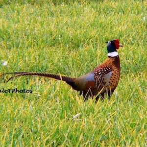 Nature Print, Wildlife Print, Color Photograph, English Pheasant, Game Bird, in A4 or A3 size.
