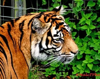 Sumatran Tiger Print, Wildlife Print, Nature Photograph, Color Photograph, Captive Wildlife Photograph, Wildlife Photography, A4 or A3 Size.