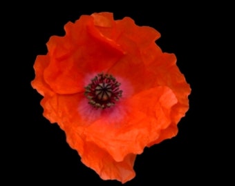 Common Poppy Print, Nature Photograph, Nature Print, Color Photograph, Garden or Wild Flower, in A4 or A3 size.