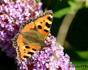 Nature Print, Wildlife Color Photograph, Small Tortoiseshell Butterfly, A3 or A4 Size.