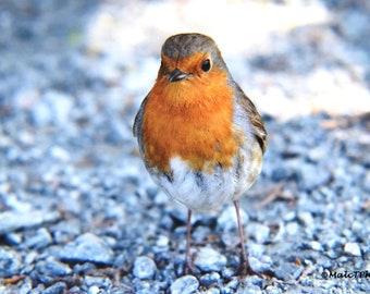 Robin Print, Wildlife Print, Nature Photograph, Color Photograph, Bird, A4 or A3 Size.