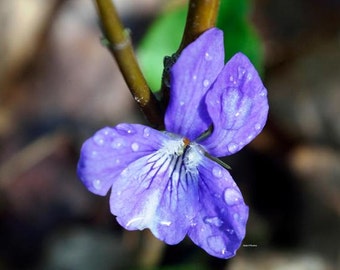 Nature Print, Nature Photograph, Color Photograph, Lesser Periwinkle, Garden, Wild Flower, in A4 or A3 size.