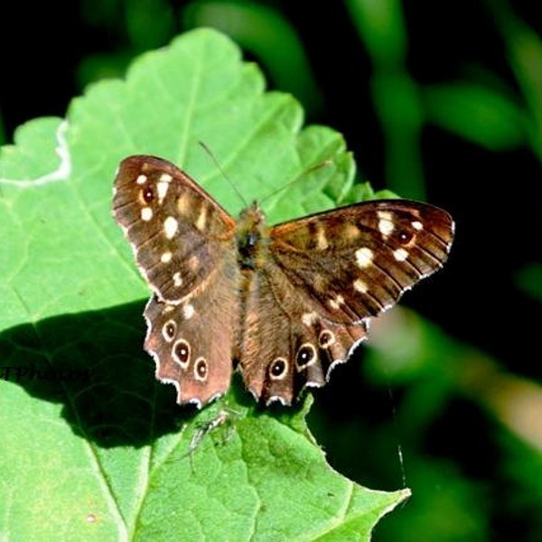 Nature Print, Wildlife Print, Butterfly Print, Color Photograph, Speckled Wood Butterfly, in A3 or A4 Size.