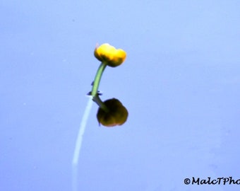 Water Lily in Bud Print, Aquatic plant, Nature Print, Nature Color Photograph, Flower Photograph, A4 or A3 size.