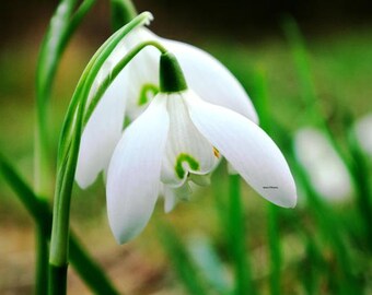 Nature Print, Nature Photograph, Wild Spring Snowdrop Photograph, Color Photograph, Flower Print, Snowdrops Print, A4 or A3 size.