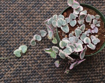 Pink string of hearts | Variegated ceropegia woodii pink green succulents rooted