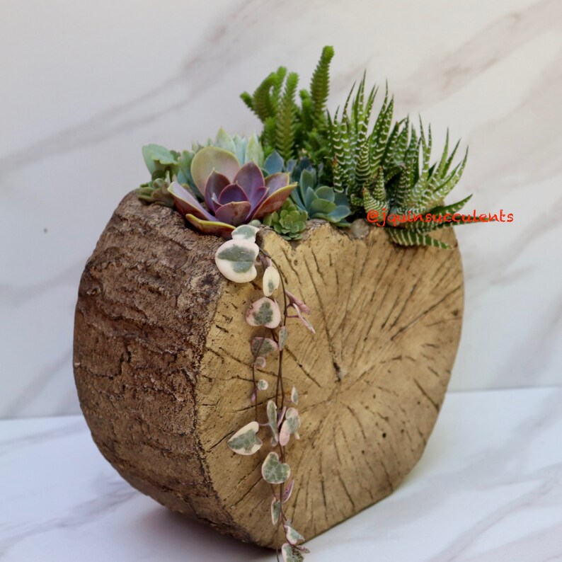 Tree Log Succulent Planter With Drainage. Concrete Planter Etsy