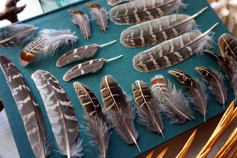 5 20 pcs quality Quail Feathers