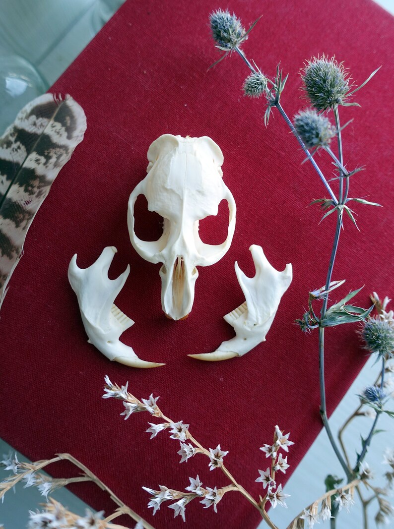 bone skull Muskrat skull taxidermy skull